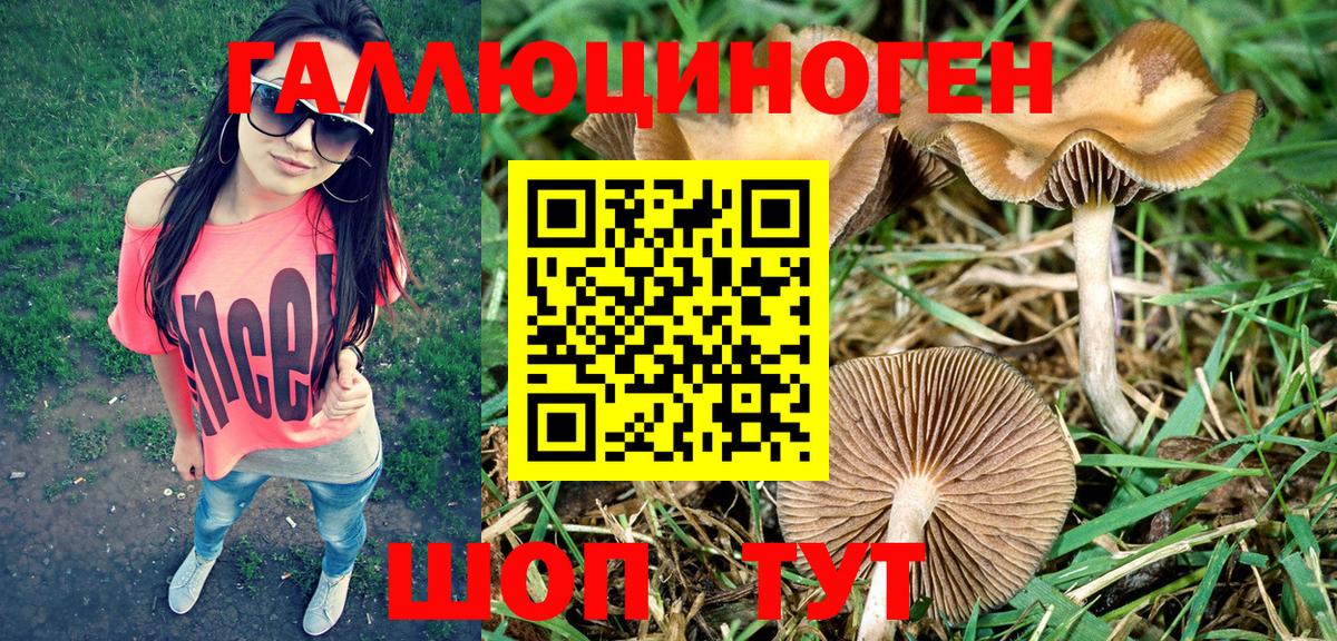 Галлюциногенные грибы Psilocybine cubensis  Галлюциногенные грибы мухоморы  Вход с VPN  Кубинка 